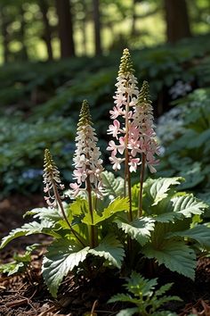 some pink and white flowers in the dirt