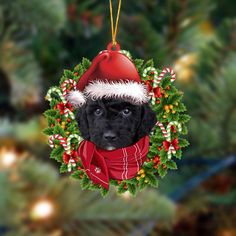 a black dog wearing a santa hat and wreath ornament hanging from a christmas tree