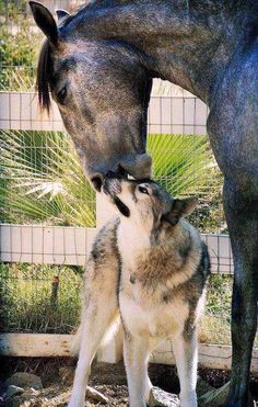 two dogs and a horse are standing in front of a fence with their noses to each other