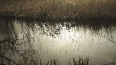 the water is reflecting the sky and grass