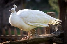 a large white bird standing on top of a wooden fence