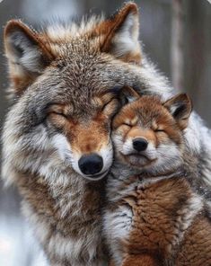 two foxes cuddle together in the snow