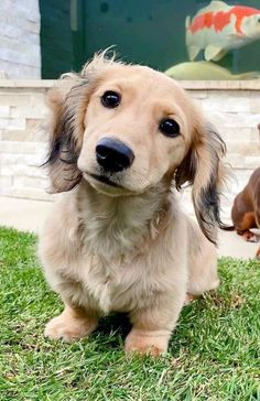 two dogs are sitting in the grass near a fish tank and one is looking at the camera