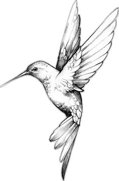 a hummingbird flying in the air with its wings spread