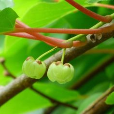 some green berries hanging from a tree branch