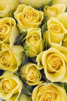 a bouquet of yellow roses with green leaves