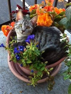 a cat is sitting in a flower pot