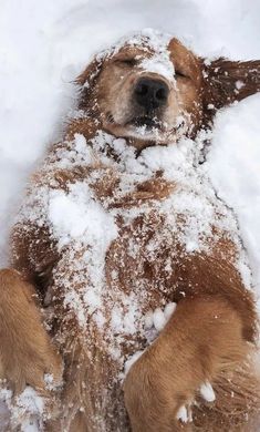 a dog is laying in the snow with its head on it's back and eyes closed