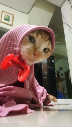 a cat wearing a pink hoodie with a red object in it's mouth