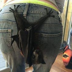 a bat hanging upside down in the back pocket of someone's jean pants,