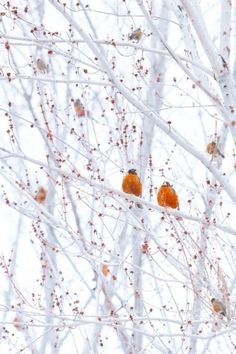 two small birds perched on the branches of a tree