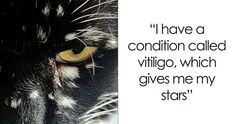 a black and white cat with yellow eyes has a quote from the book i have a condition called villigo, which gives me my stories