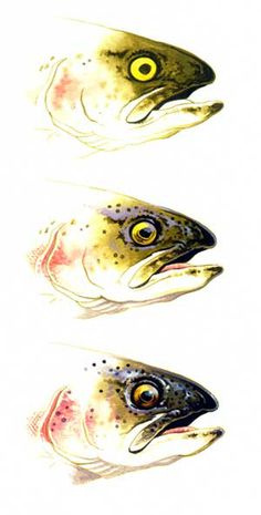 three different types of fish with yellow eyes