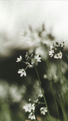 some white flowers are growing in the grass