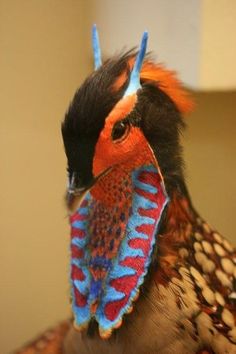 a close up of a colorful bird with feathers on it's head