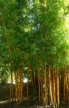 the bamboo trees are tall and green