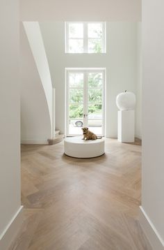 a dog sitting on a bed in the middle of a room with wood flooring