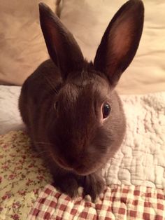 a brown rabbit sitting on top of a bed