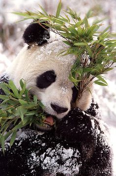 a panda eating bamboo leaves in the snow