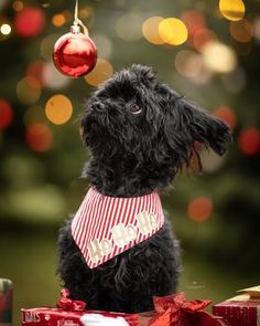 a small black dog wearing a red and white bandana sitting next to christmas presents