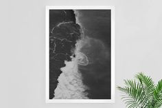 a black and white photo hanging on the wall next to a potted palm tree