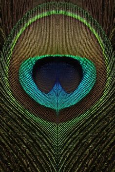 the back side of a peacock's feathers tail