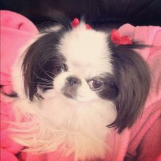 a small black and white dog sitting on top of a pink blanket