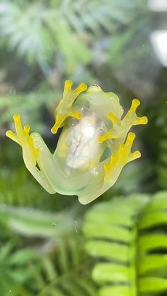 a frog sitting on top of a window sill in front of green plants and leaves