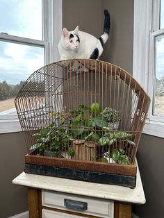 a black and white cat sitting on top of a birdcage filled with plants