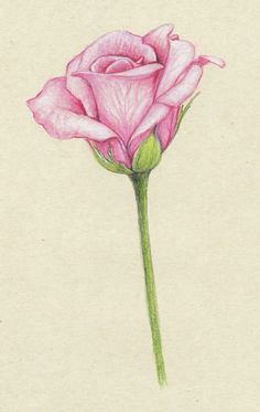 Single Pink Rose, Pencil Drawings Of Flowers, Rose Sketch, Beautiful Flower Drawings, Rose Drawing, Flower Sketches, Roses Drawing, Plant Drawing, Color Pencil Art