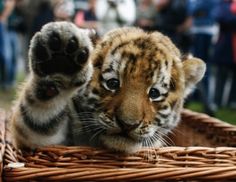 a small tiger cub laying in a basket