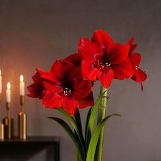 two red flowers in a vase with candles behind them