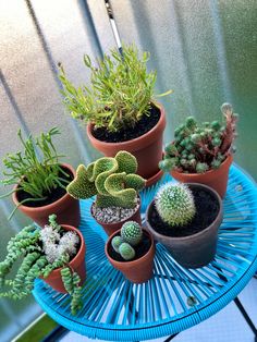 there are many different kinds of plants in the pots