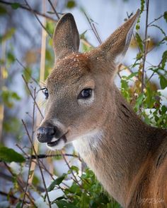 a close up of a deer near some trees