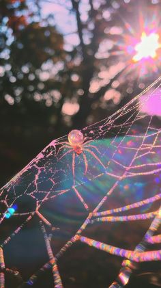 a spider sits on its web in front of the sun shining through it's leaves