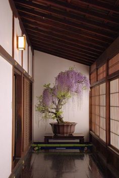 a large potted plant sitting on top of a wooden table in front of a window