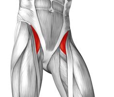 the muscles are highlighted in this image, and they have red spots on their backs