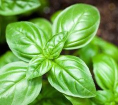 some green leaves are growing in the dirt