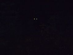 a cat is seen in the dark with its eyes lit up at night time,