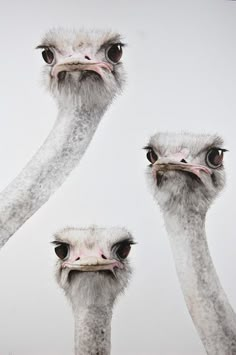 an ostrich's head with three different expressions in the same speech bubble