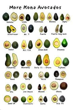 an avocado chart with the names and seeds