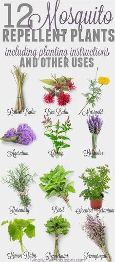 twelve different types of plants that are labeled in spanish