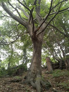 an old tree in the middle of a wooded area with lots of leaves on the ground