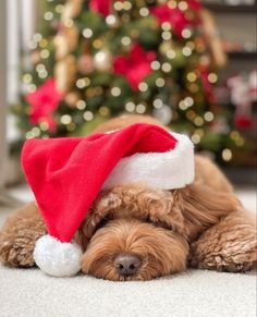 a brown dog wearing a santa hat laying on the floor next to a christmas tree