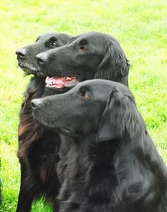 two black dogs are sitting in the grass