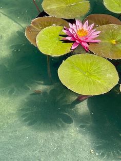 a pink water lily floating on top of green leaves