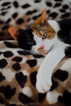 a cat laying on top of a leopard print blanket