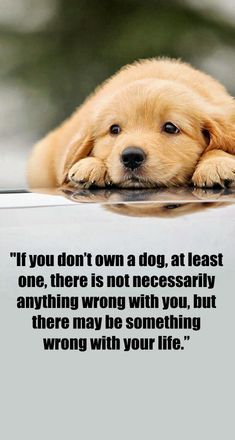 a brown dog laying on top of a white table next to a quote that says if you don't own a dog, at least one, there is not necessary