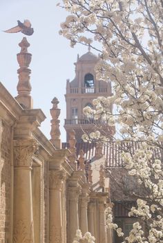 an old building with white flowers and a clock tower in the backgrounge