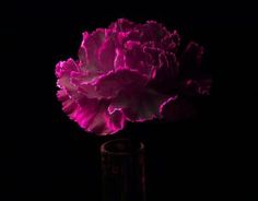 a pink carnation in a dark vase